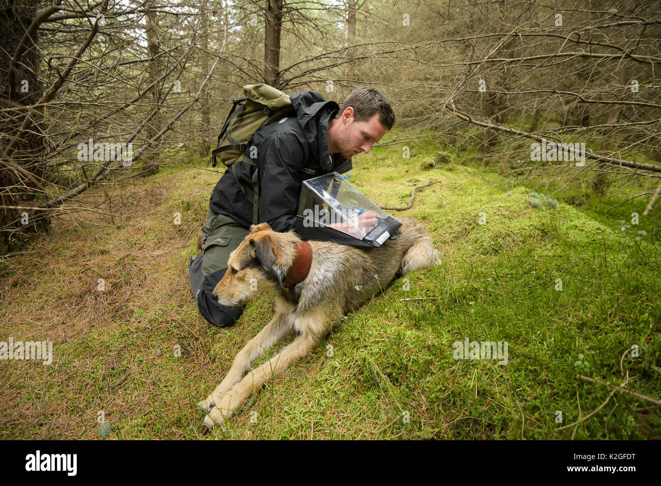 Project Officer Dave Bavin (and his dog Bryn) conducting woodland surveys at potential release sites, Pine Marten Recovery Project, Vincent Wildlife Trust, Ceredigion, Wales, UK 2015 Stock Photo