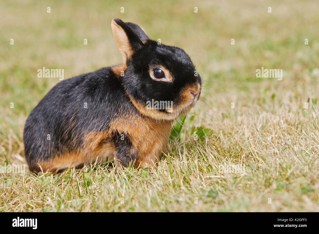 Side view of black rabbit hi-res stock photography and images - Alamy