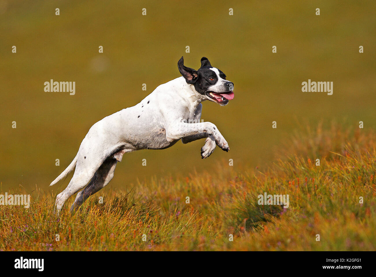 Pointer (Canis lupus familiaris), running on moorland, Scotland, UK, August. Stock Photo