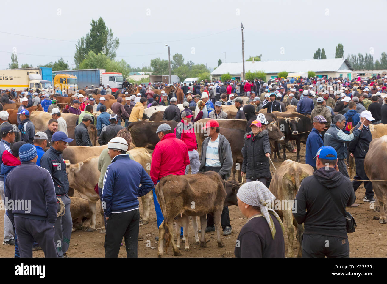 People and cattle at the Karakol Animal Market. Kyrgyzstan, July 2016. Stock Photo