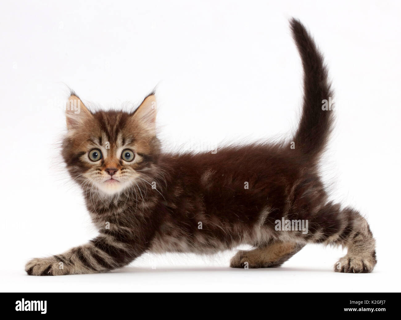 Tabby Persian-cross kitten, age 7 weeks, looking startled Stock Photo