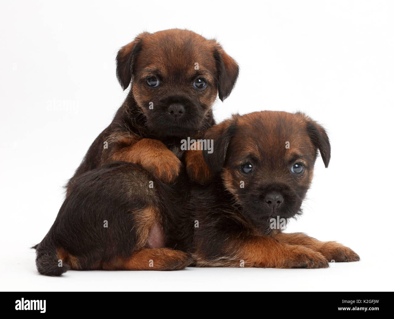 Border Terrier puppies, age 5 weeks. Stock Photo