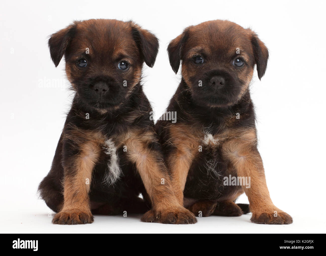 Border Terrier puppies, age 5 weeks. Stock Photo