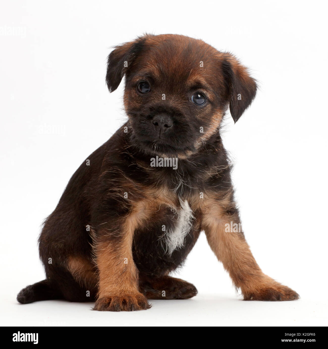 Border Terrier puppy, age 5 weeks. Stock Photo