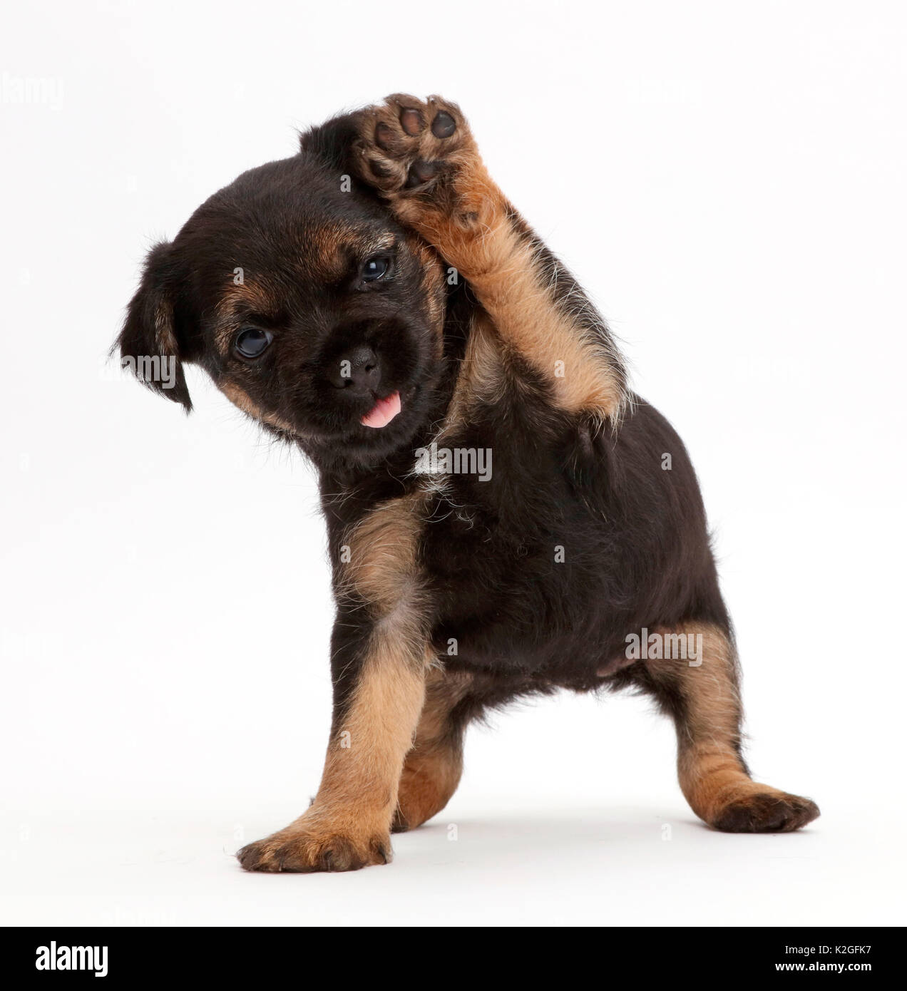 Border Terrier puppy, age 5 weeks, with raised paw. Stock Photo
