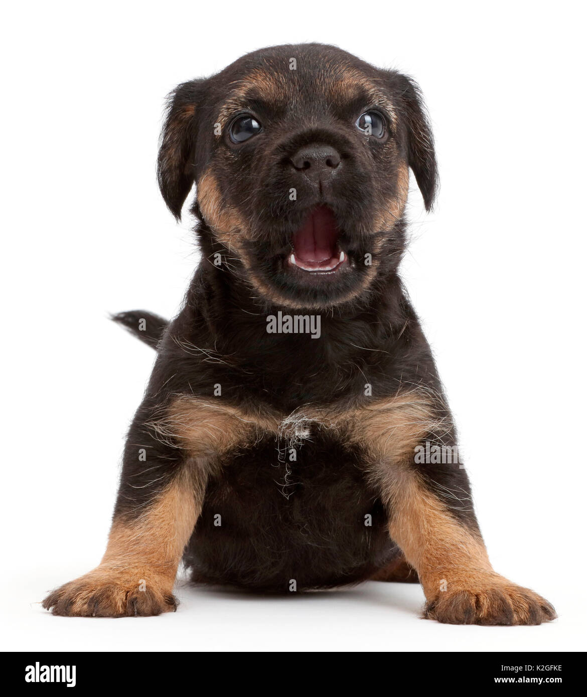 Border Terrier puppy, age 5 weeks. Stock Photo