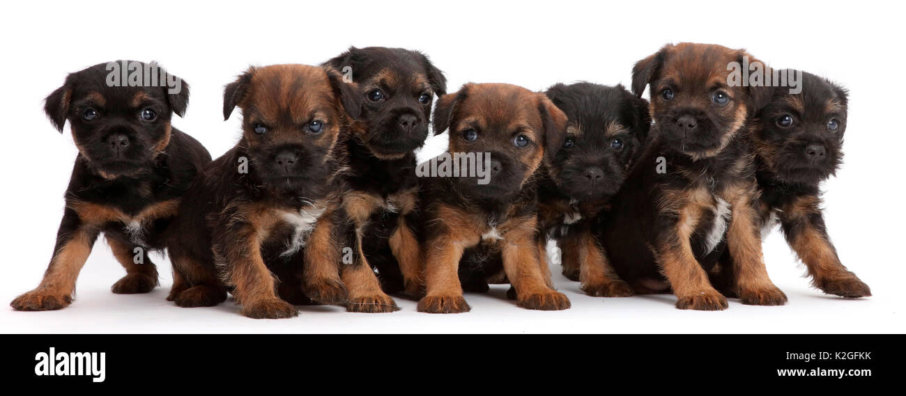 Seven Border Terrier puppies in a line / row , age 5 weeks. Stock Photo