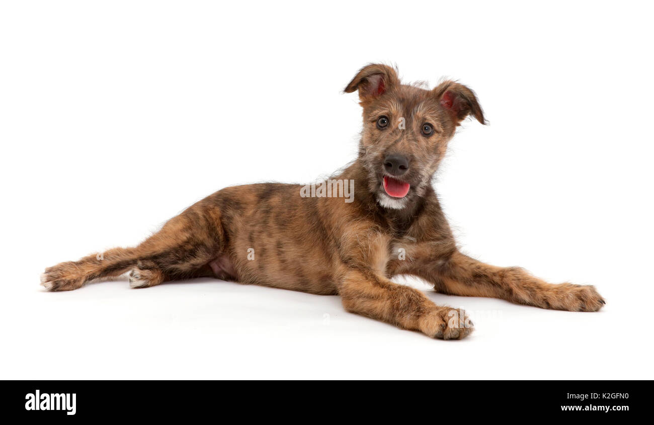 Brindle Lurcher dog puppy lying. Stock Photo