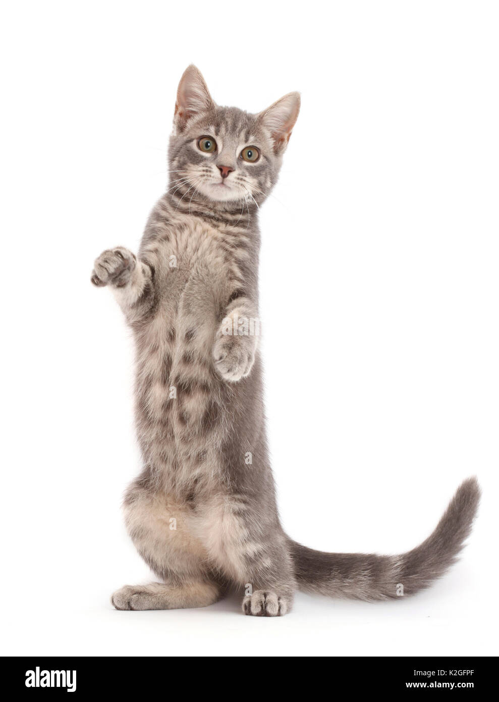 Grey tabby kitten standing on back legs Stock Photo