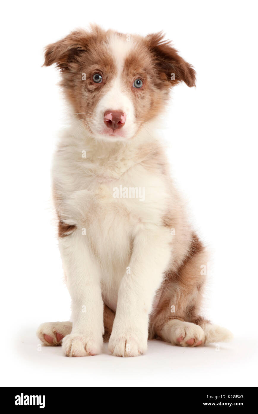 Red merle Border Collie puppy sitting Stock Photo - Alamy