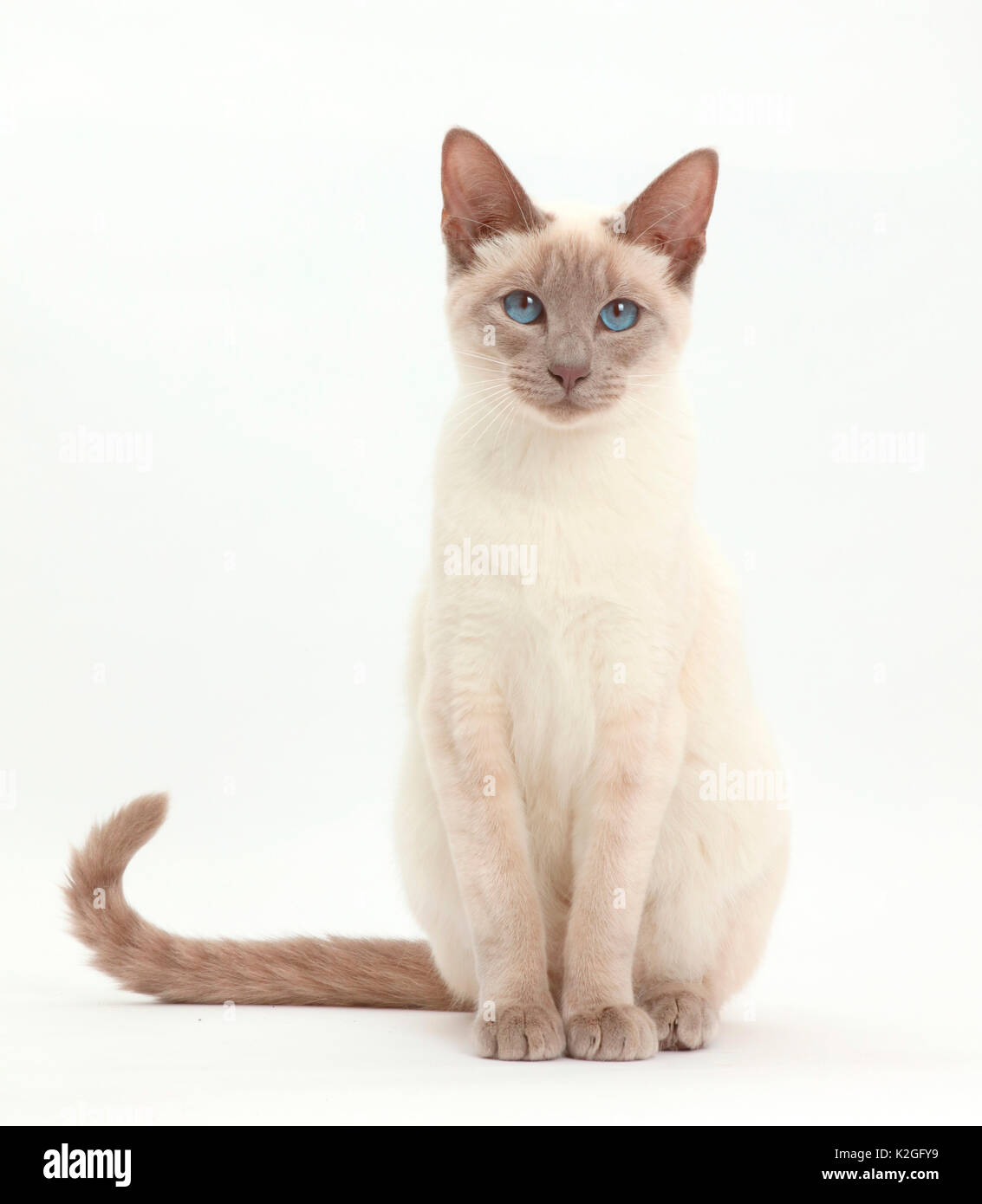 Blue-point Birman-cross cat sitting. Stock Photo
