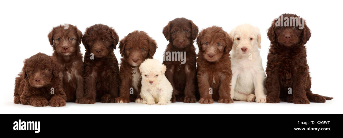 Nine Golden and Chocolate Labradoodle puppies, age 6 weeks sitting in a line / row. The smallest one is the  runt of the litter Stock Photo