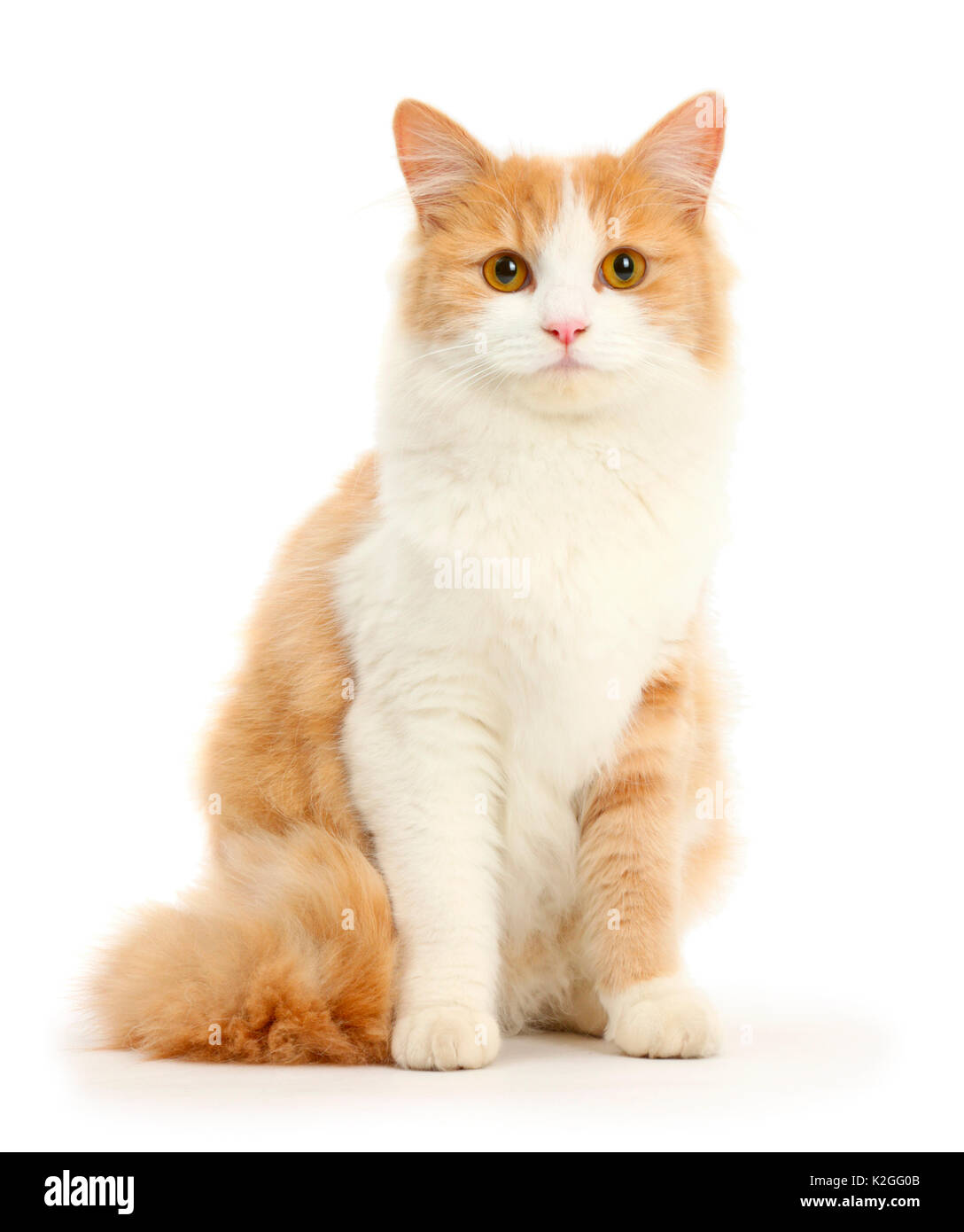 Ginger-And-White Siberian Cat, Age 1 Year, Sitting Stock Photo - Alamy