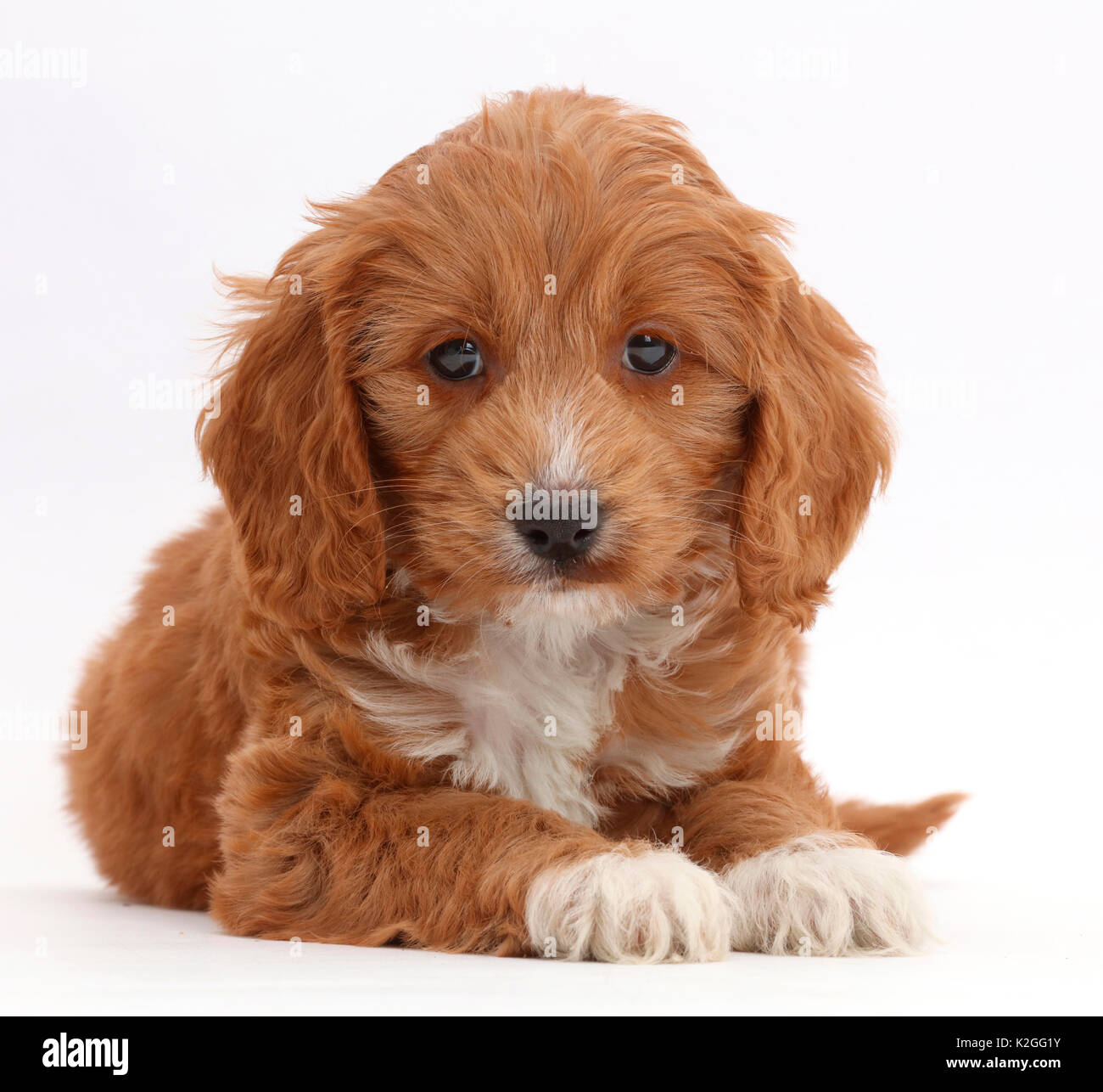 Red Toy Cockapoo puppy Stock Photo - Alamy