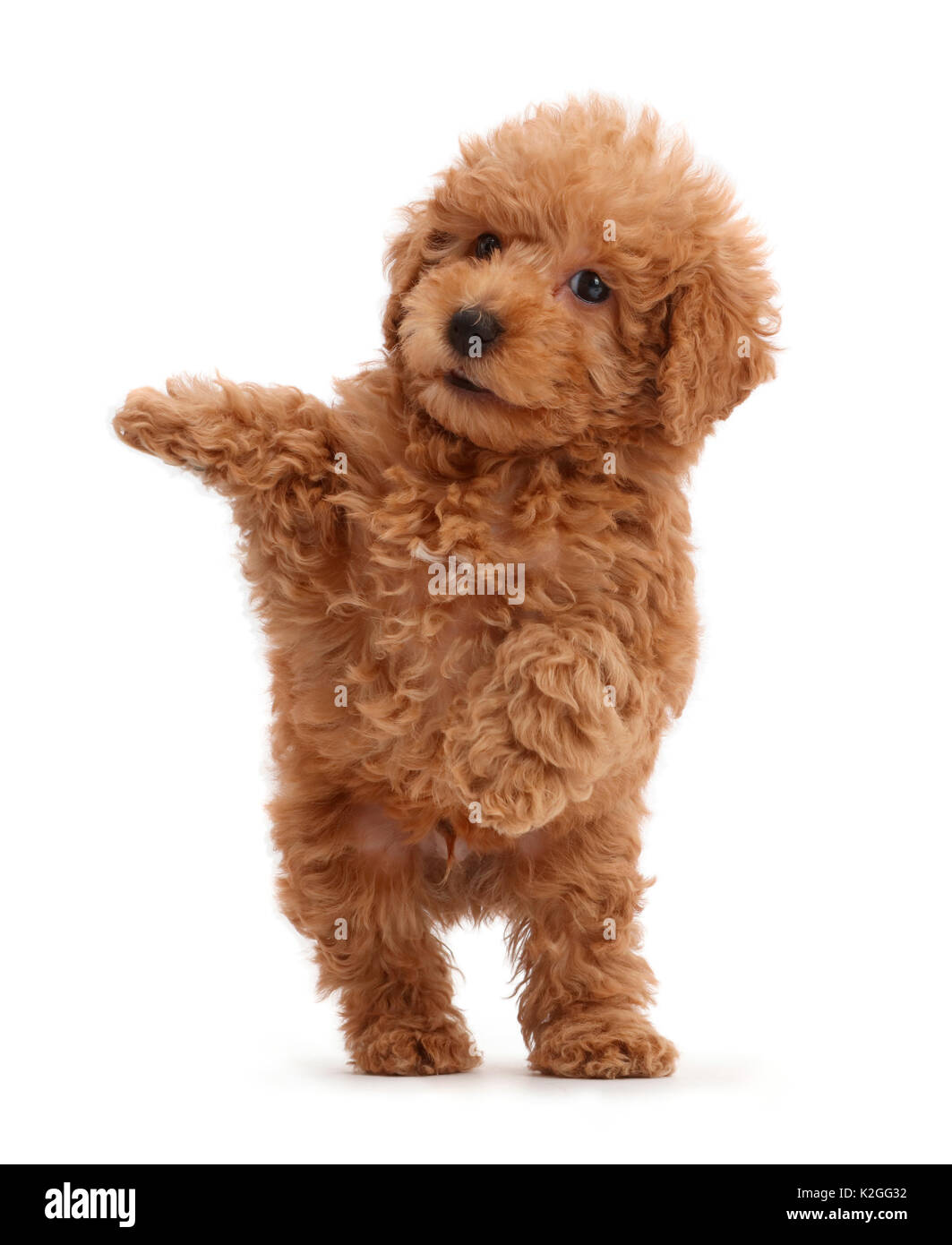 Red Toy labradoodle puppy jumping up. Stock Photo