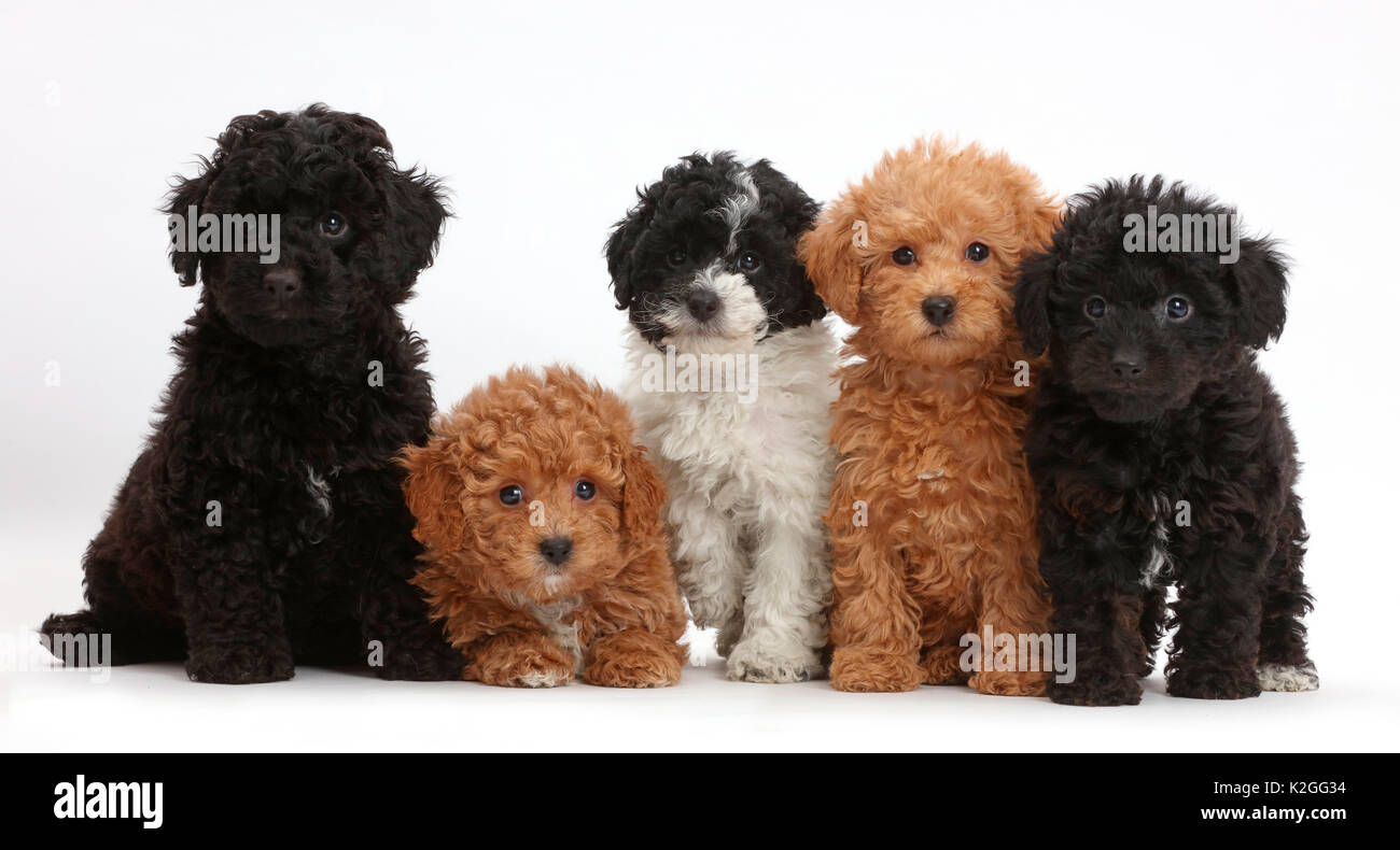 Five Toy labradoodle puppies in a row. Stock Photo