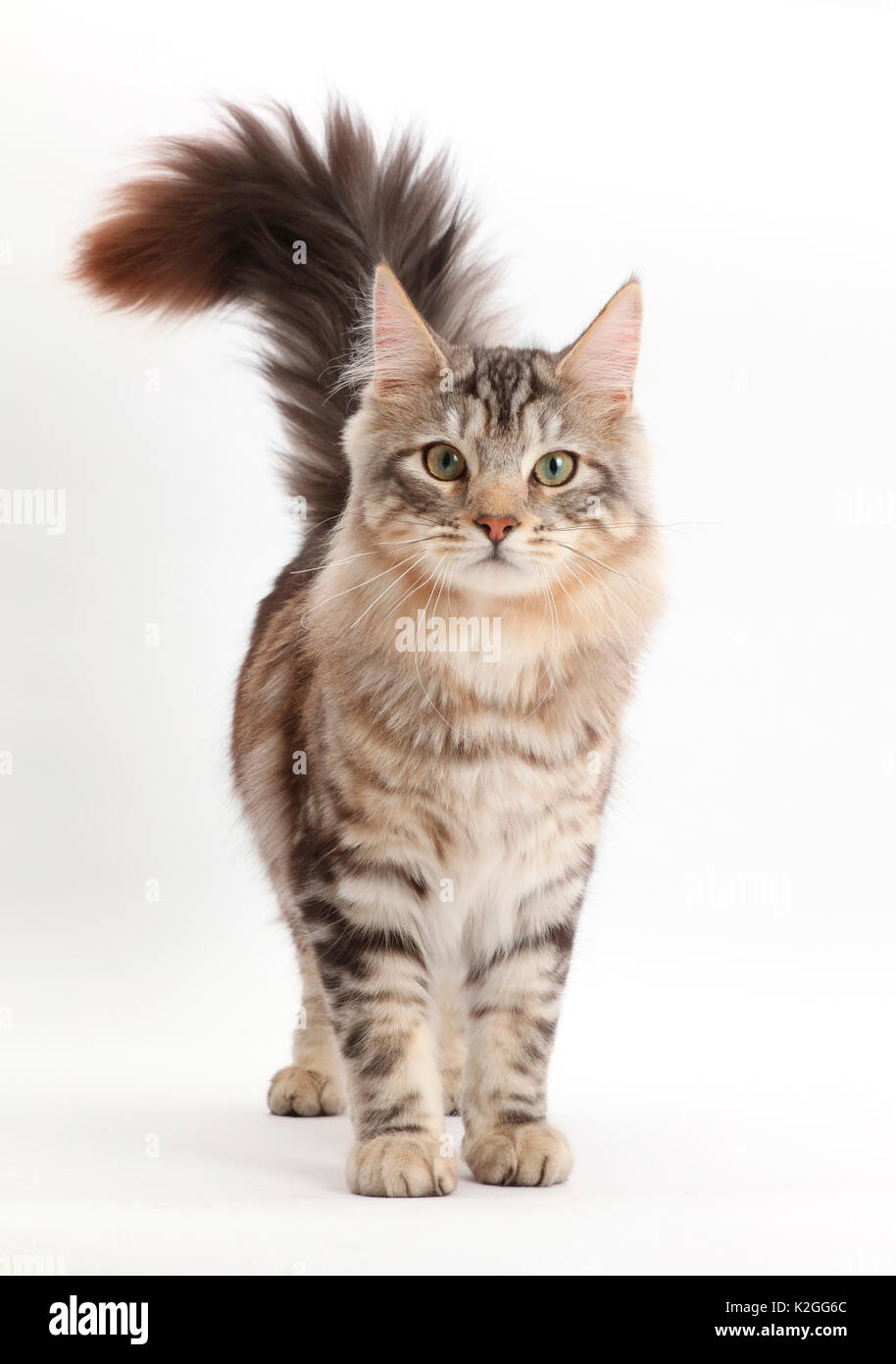 Silver tabby cat, Loki, age 7 months, walking with tail up. Stock Photo