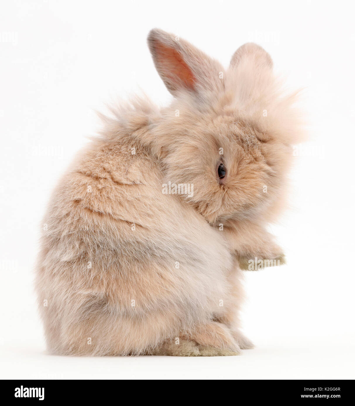 Young rabbit grooming over her shoulder. Stock Photo