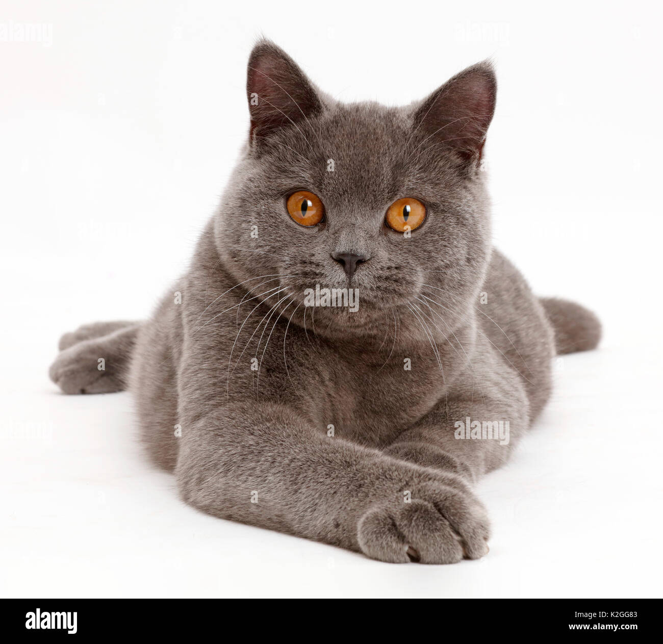Blue British Shorthair cat. Stock Photo