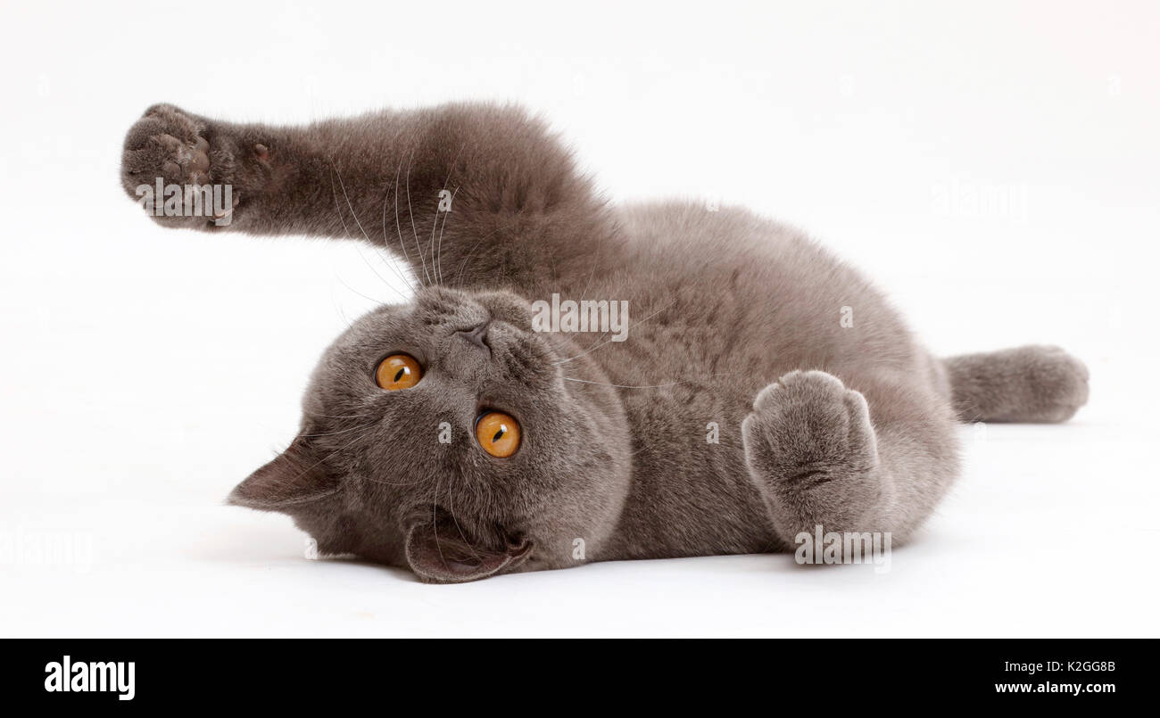 Blue British Shorthair cat lying on his back. Stock Photo