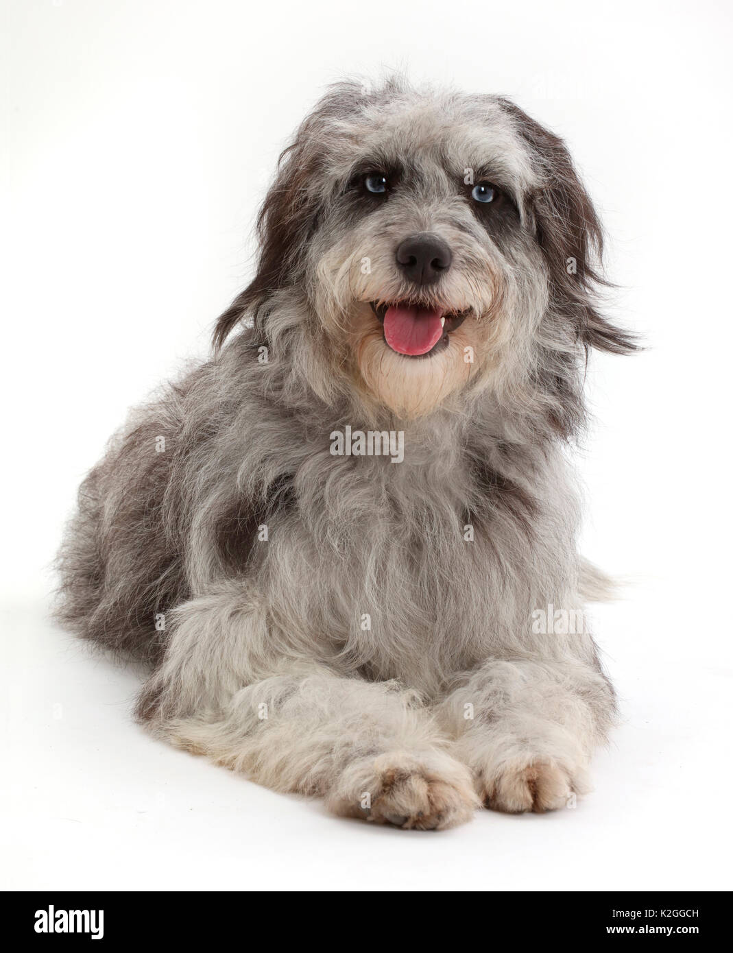 Grey shaggy Cadoodle mutt. Stock Photo