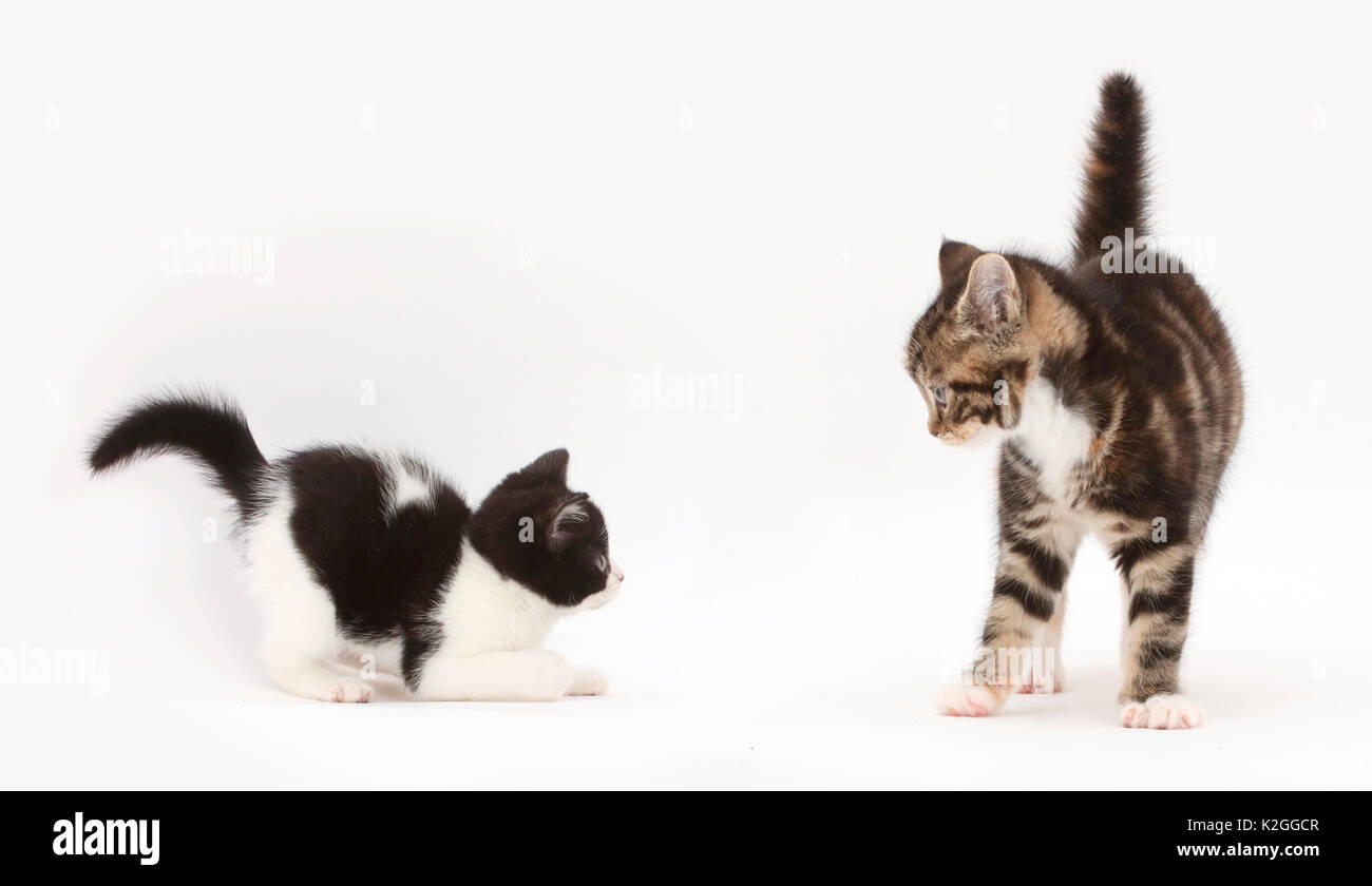 Black and white kitten and tabby and white kitten playing. Stock Photo