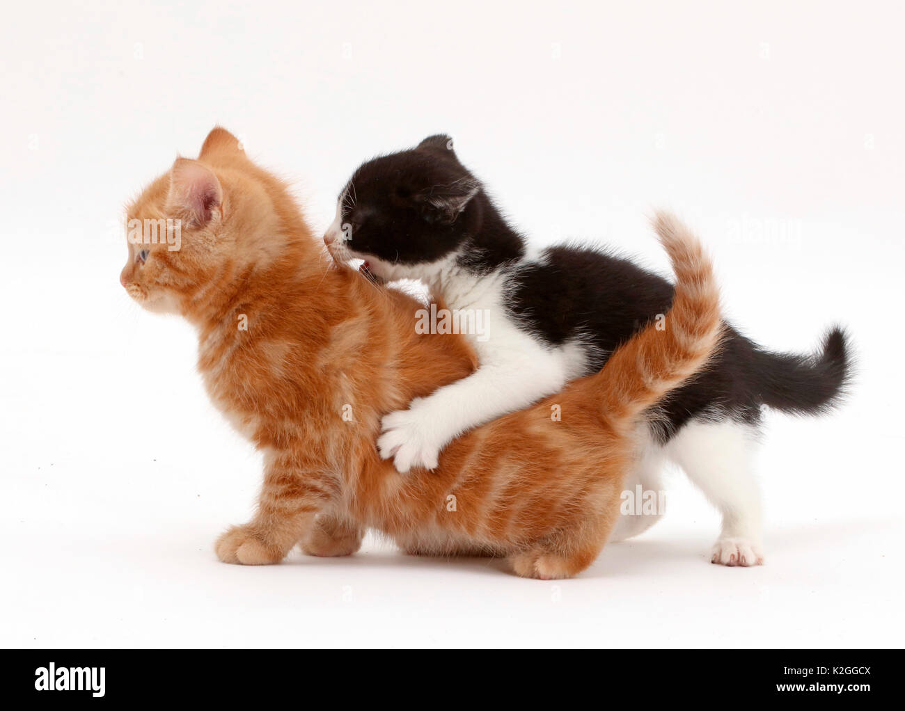 Black and white kitten playfully attacking ginger kitten Stock