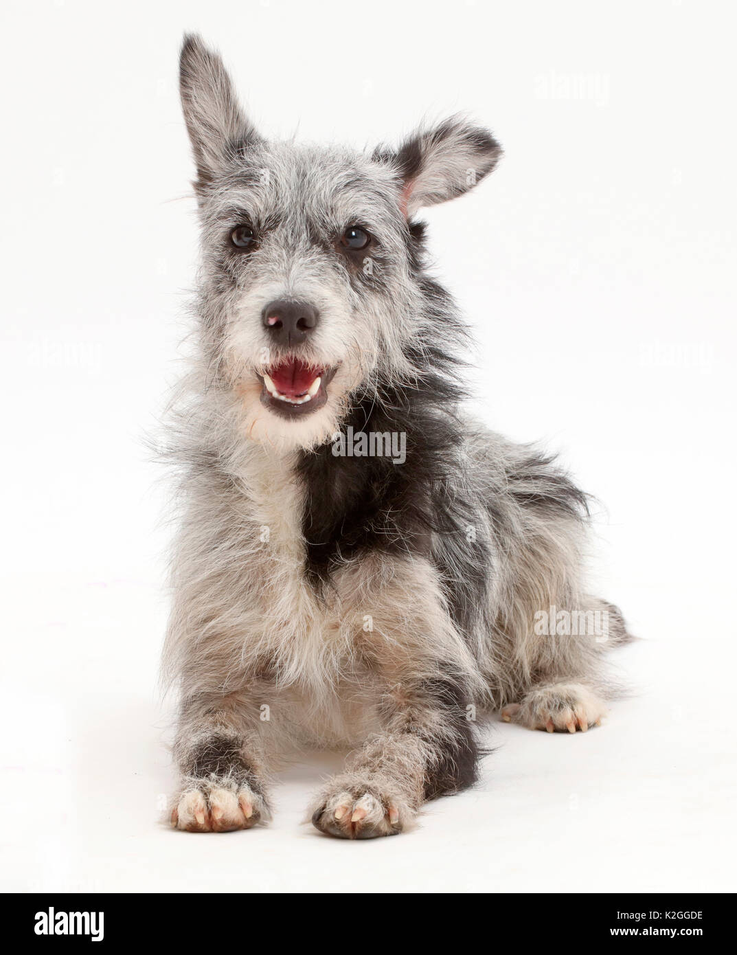 Blue merle mutt lying with head up. Stock Photo
