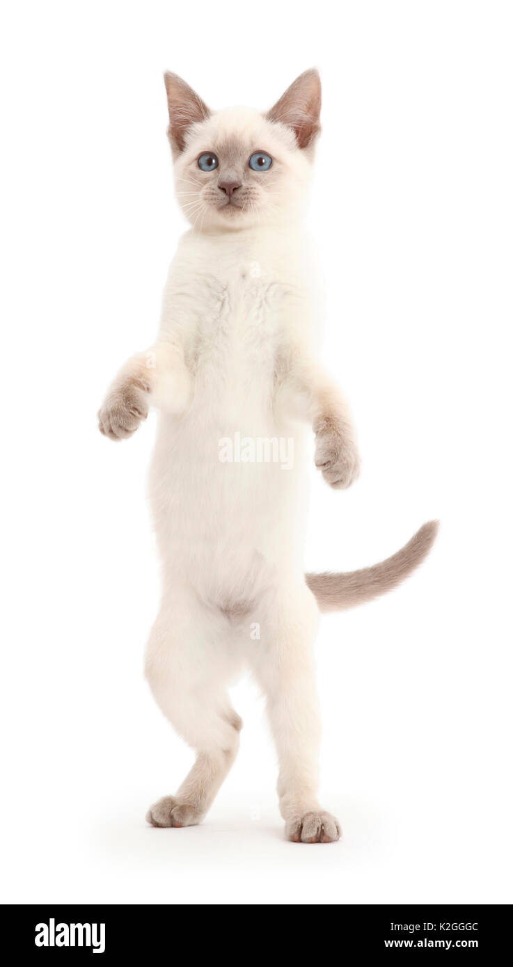 Playful Blue-point kitten standing up. Stock Photo