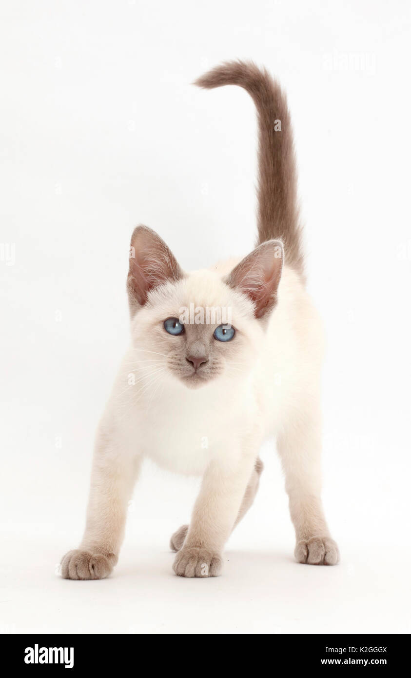 Blue-point kitten. Stock Photo