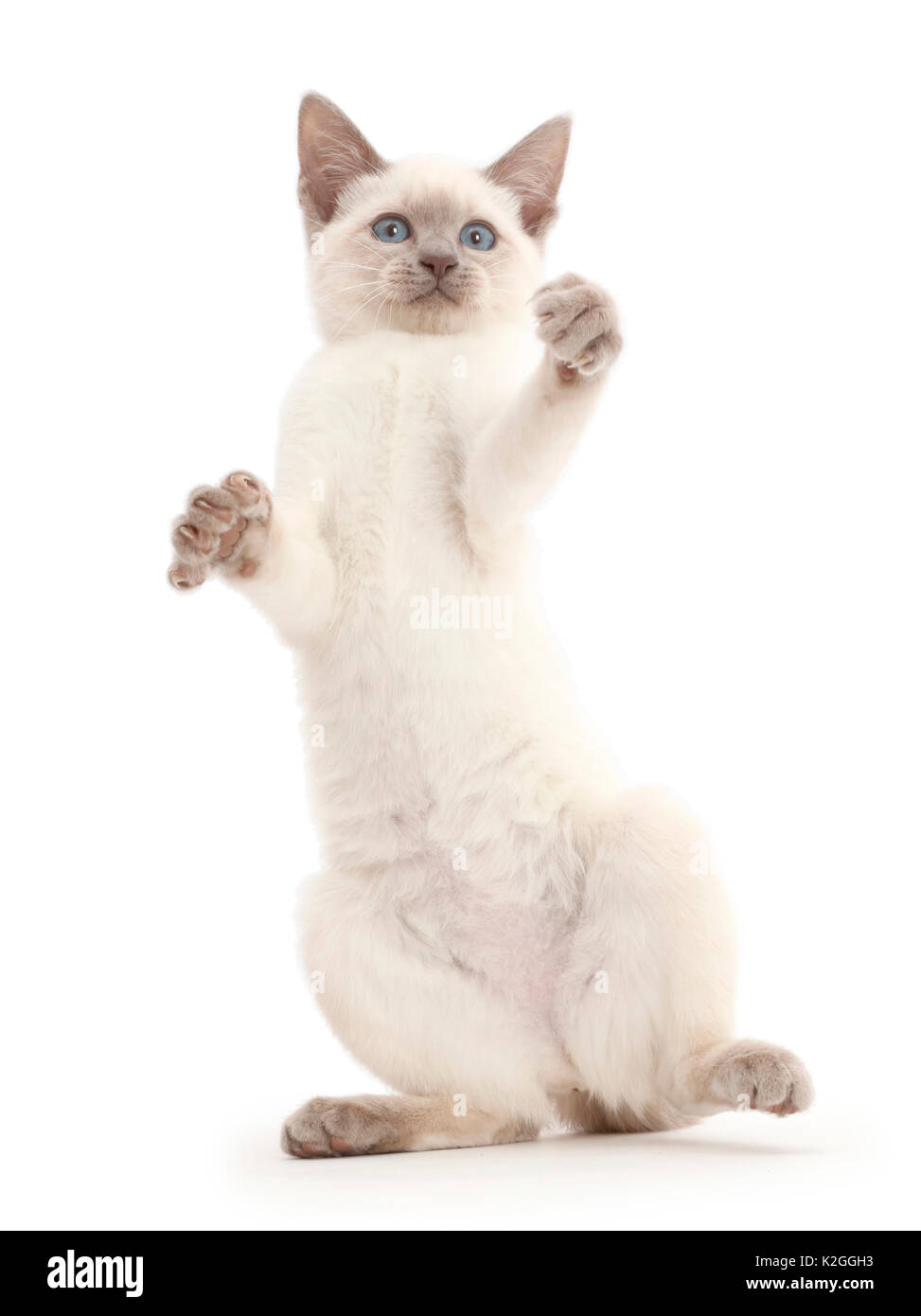 Blue-point kitten playing, standing on hind legs. Stock Photo