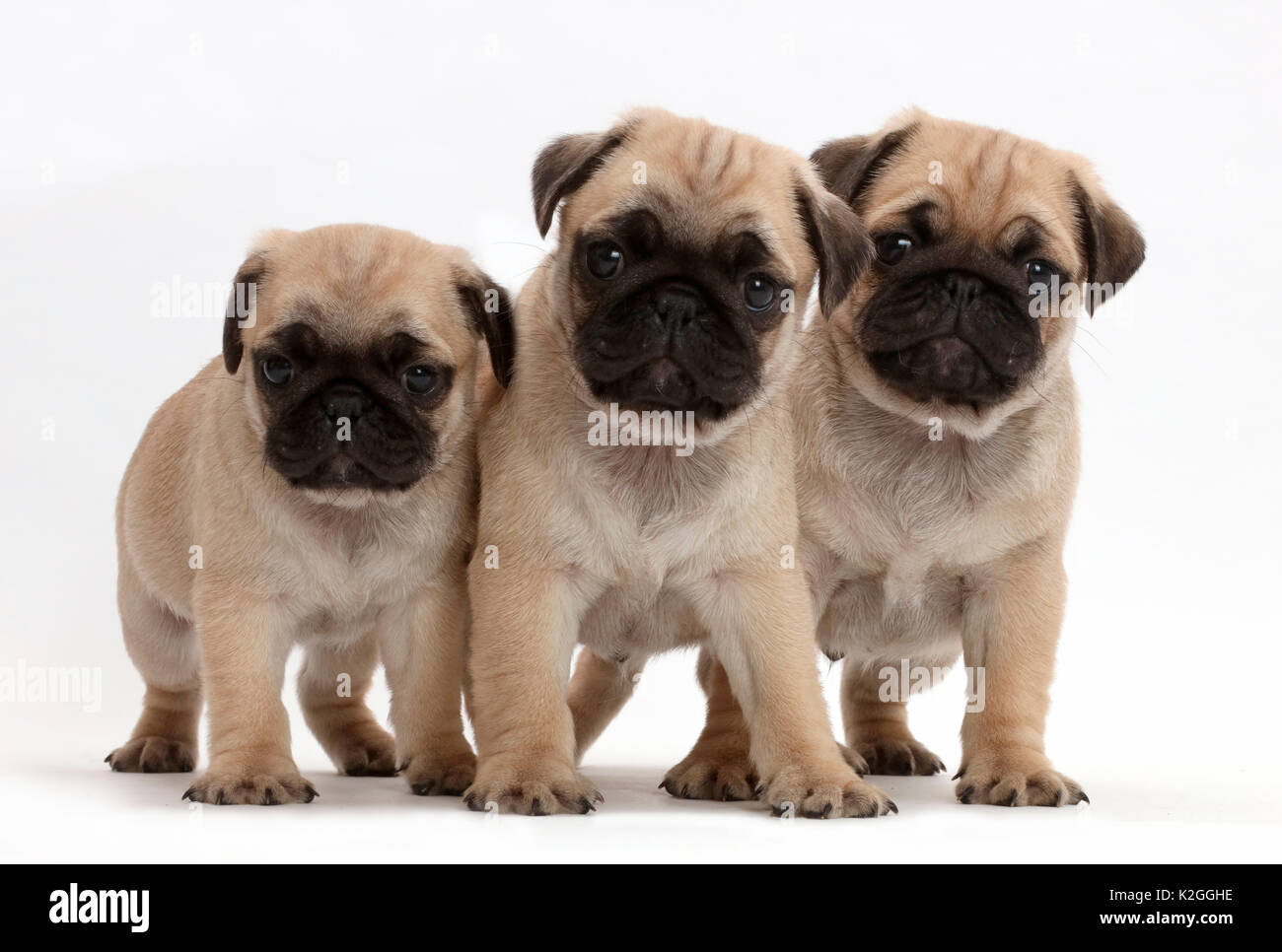 Three pug puppies Stock Photo - Alamy