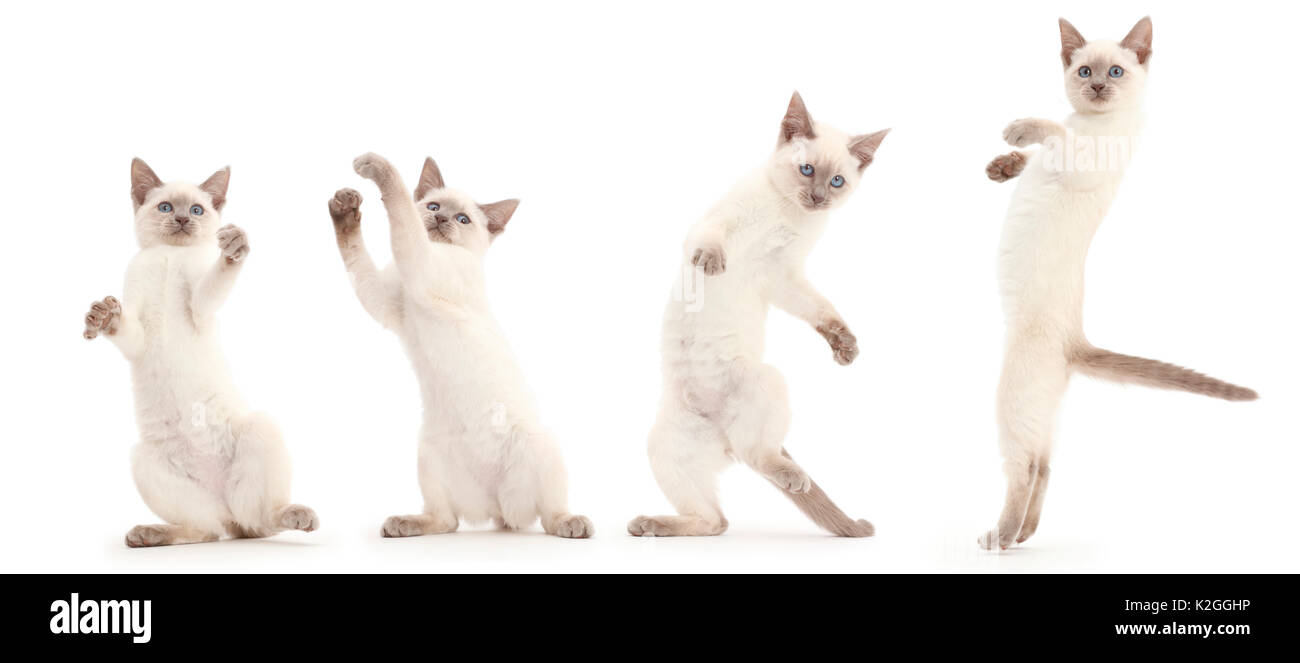 Blue point kitten standing on back legs,  playing. Digital composite. Stock Photo