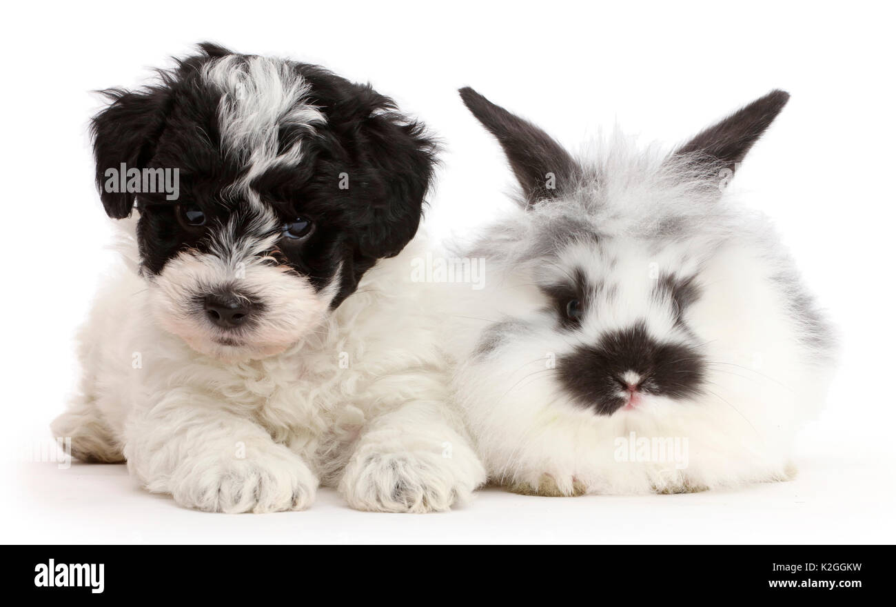 Black-and-white Cavapoo puppy and domestic rabbit Stock Photo
