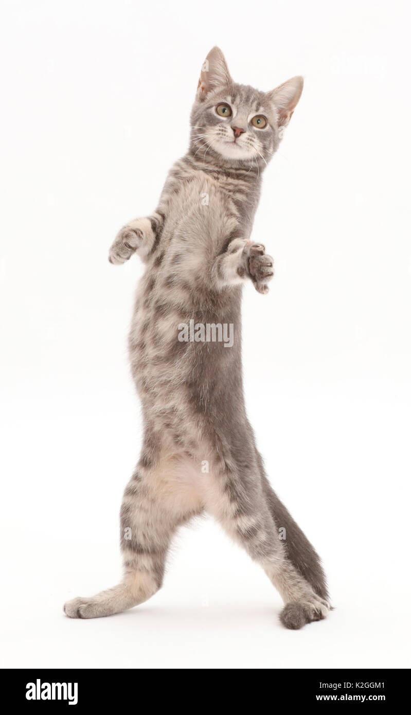 Grey tabby kitten standing up on hind legs. Stock Photo