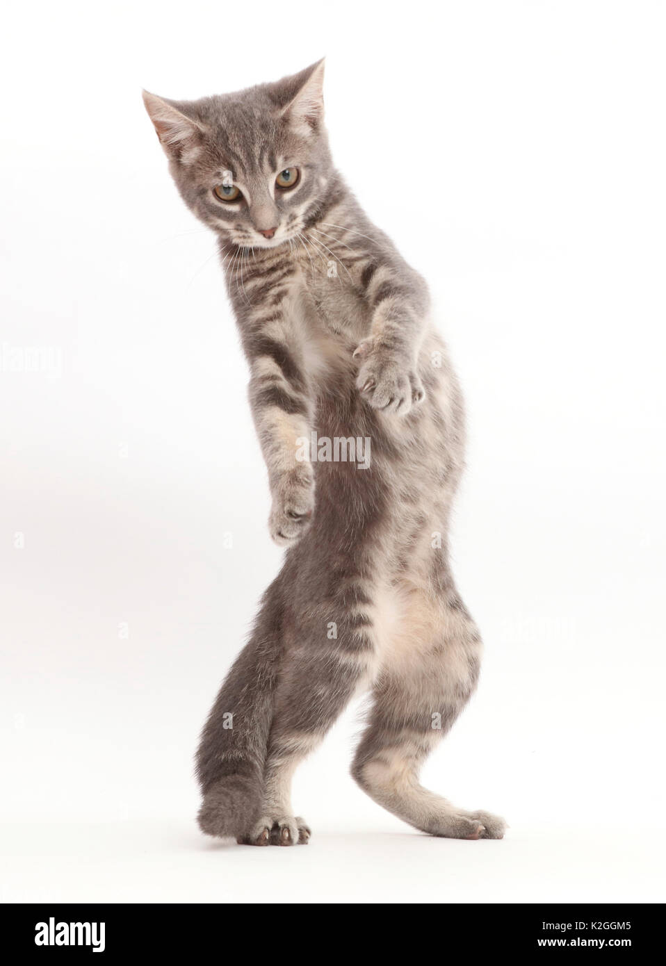 Grey tabby kitten standing up on hind legs. Stock Photo