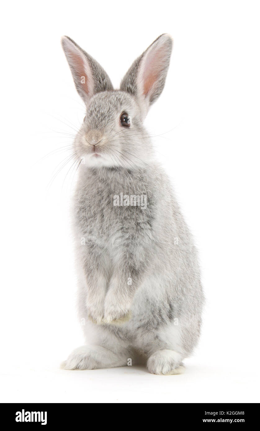 Baby silver rabbit standing up. Stock Photo