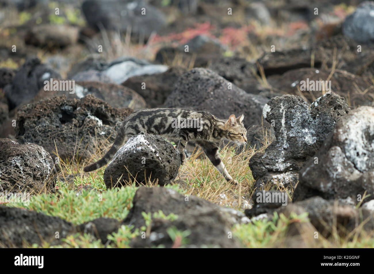 Feral domestic cat (Felis catus) stalking through lava rocks, Galapagos Stock Photo