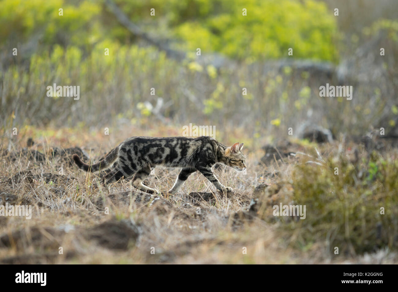 Feral domestic cat (Felis catus) stalking through dry grassland, Galapagos Stock Photo