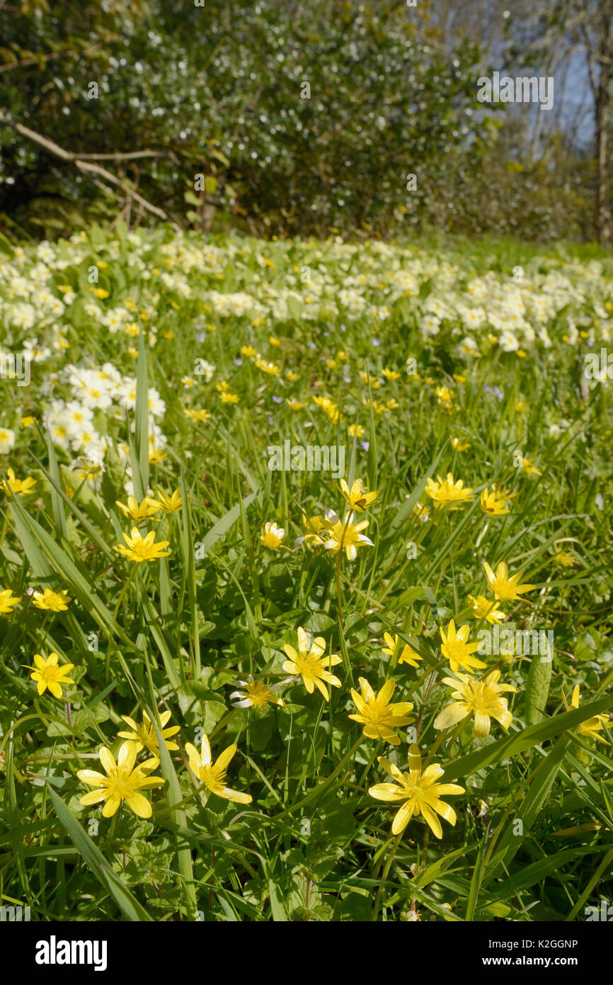 Carpet of Lesser celandines (Ranunculus ficaria) and Common primroses (Primula vulgaris) flowering on a woodland edge, Cornwall, UK, April. Stock Photo