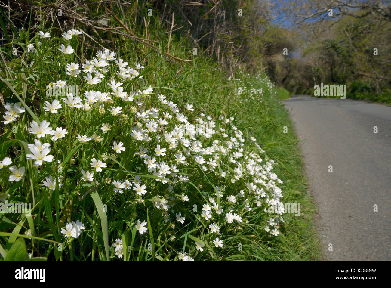 Greater stitchwort (Stellaria holostea) flowering on the grassy banked verge of a country lane, Cornwall, UK, April. Stock Photo