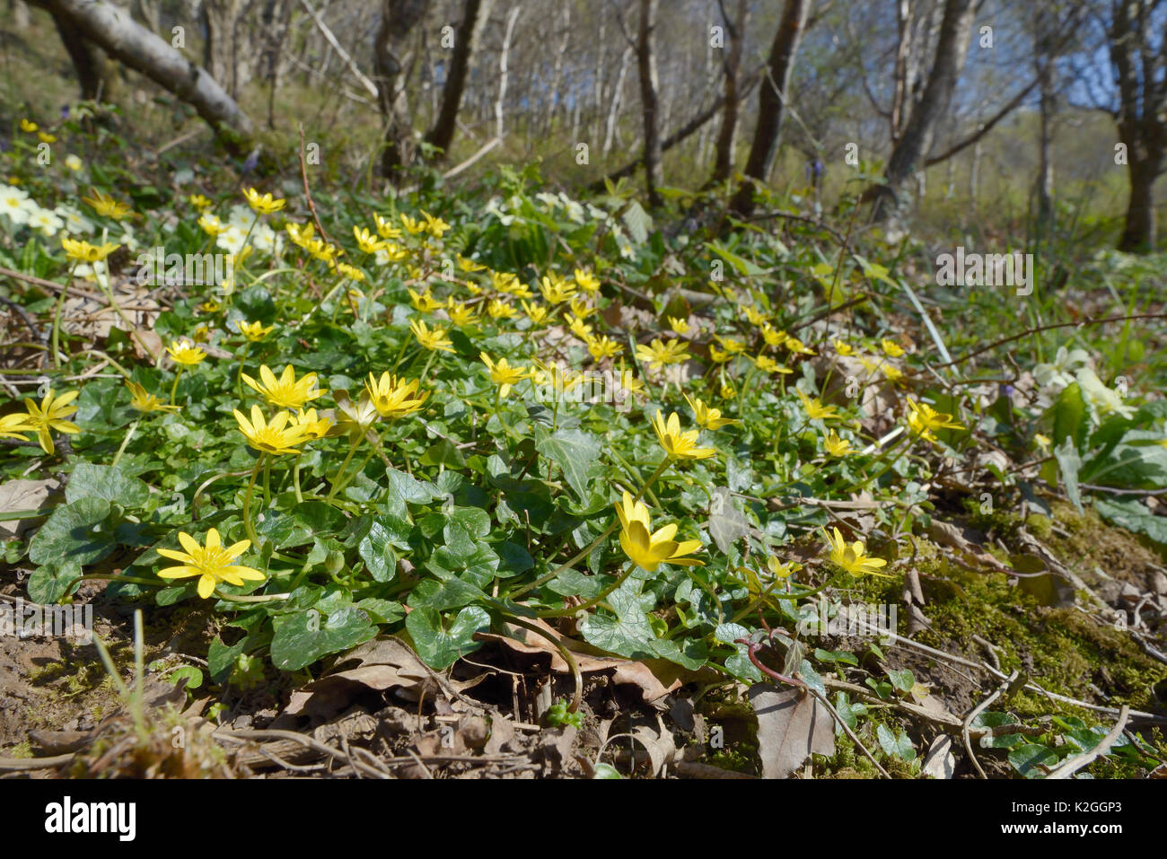 Lesser celandines (Ranunculus ficaria) flowering in woodland, Cornwall, UK, April. Stock Photo