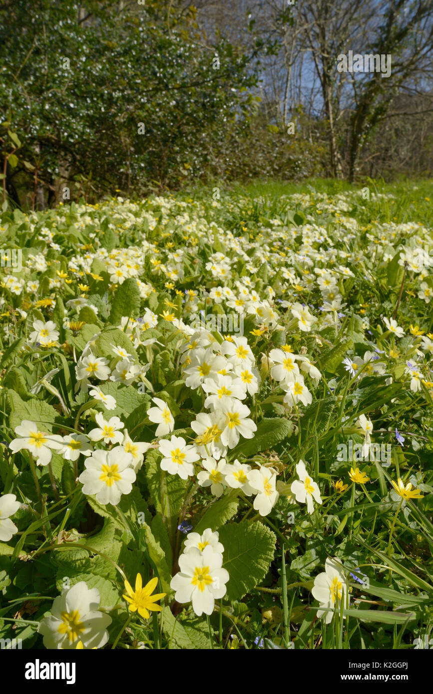 Carpet of Common primroses (Primula vulgaris) and Lesser celandines (Ranunculus ficaria) flowering on a woodland edge, Cornwall, UK, April. Stock Photo