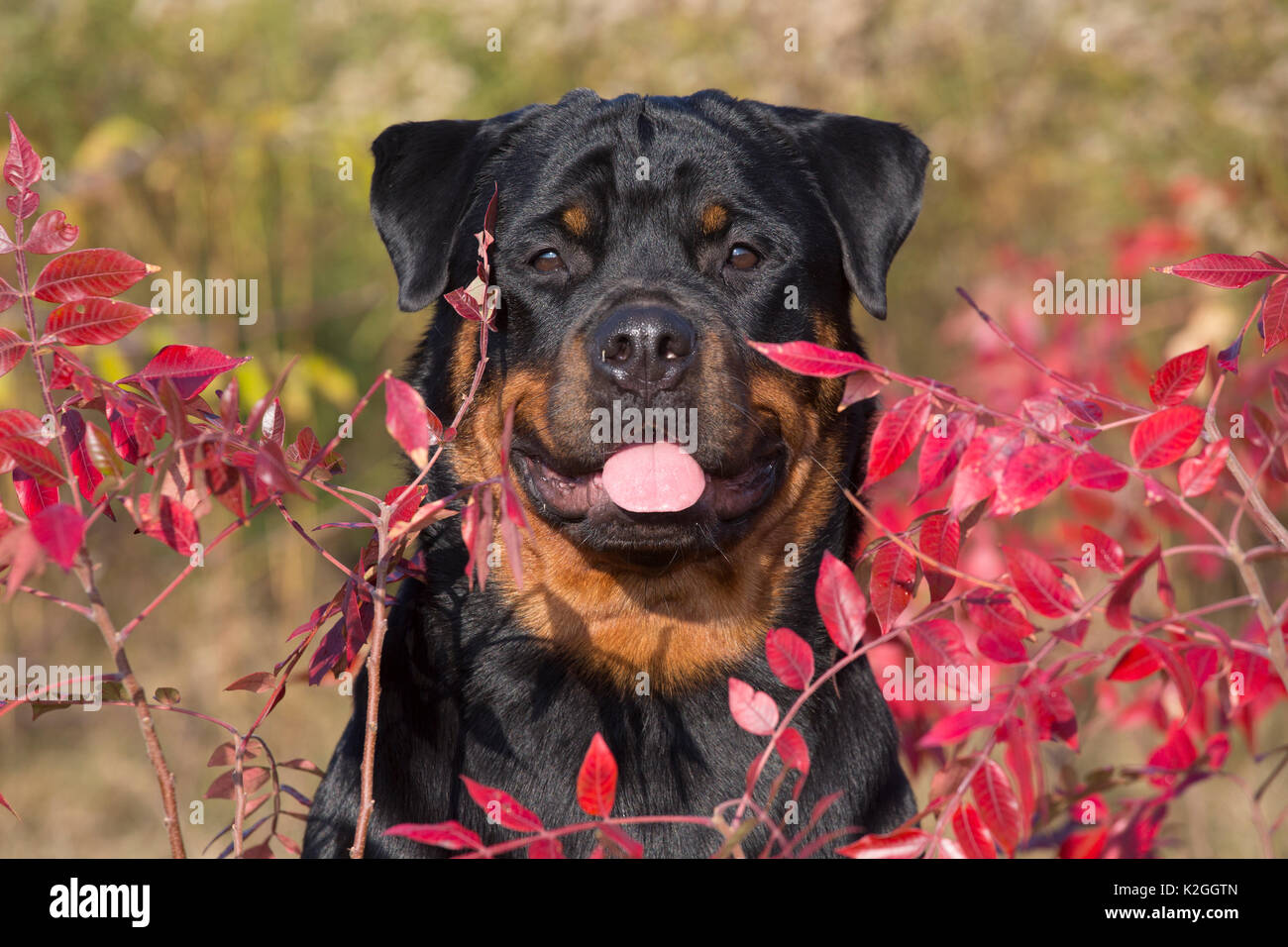 Rottweiler fall hi-res stock photography and images - Alamy