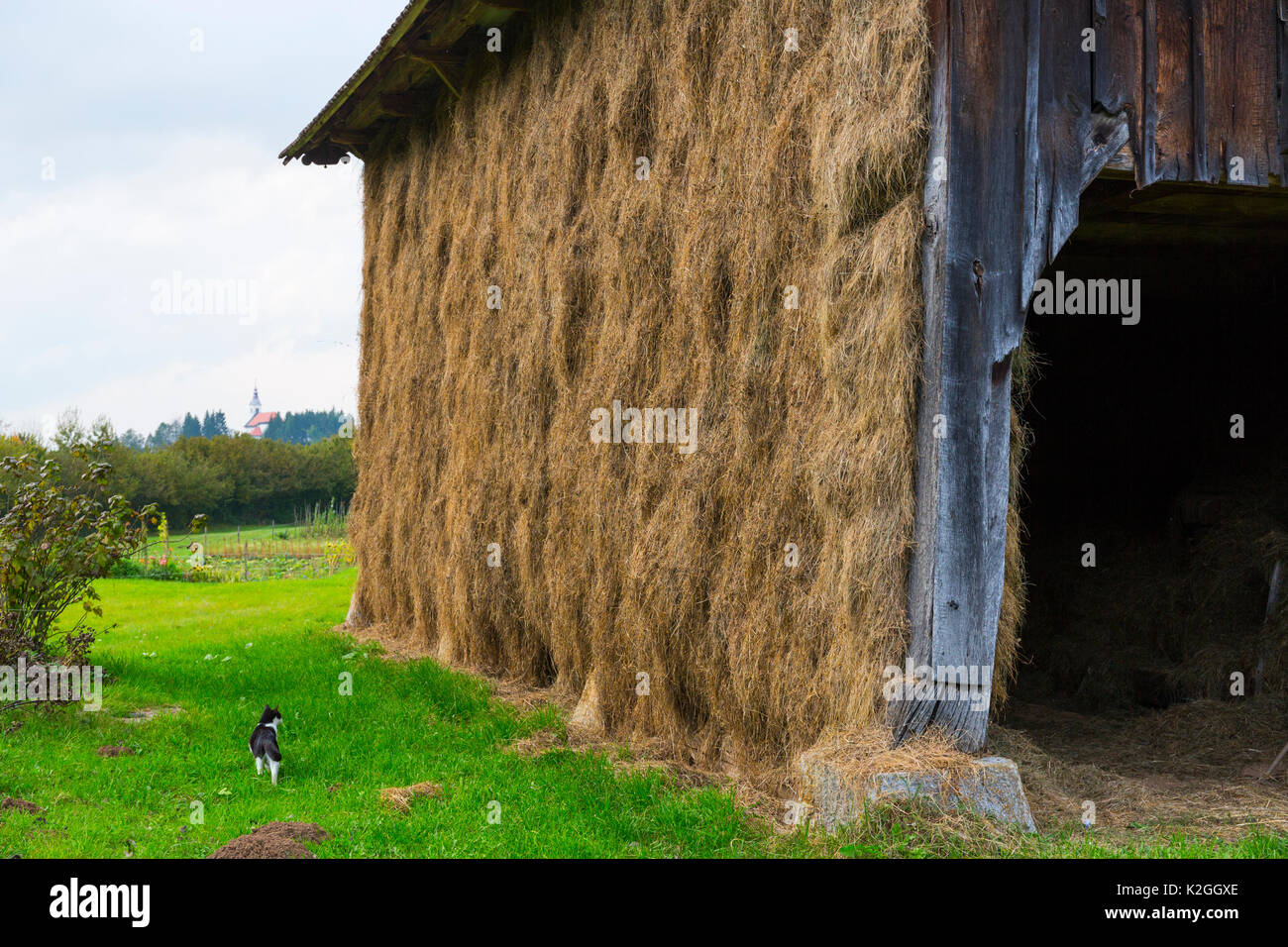 Old barn, with black and white cat, near Lake Cerknika, Green Karst, Slovenia, October 2014. Stock Photo