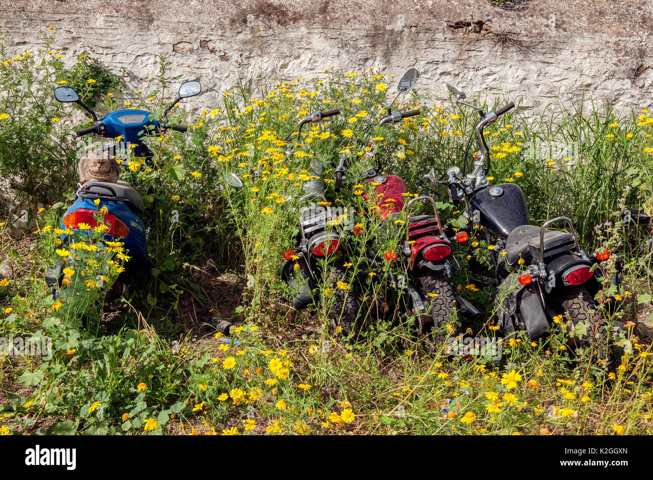 Domestic cat sitting on disused motorbikes, surrounded by flowers , Greece. April 2009. Stock Photo