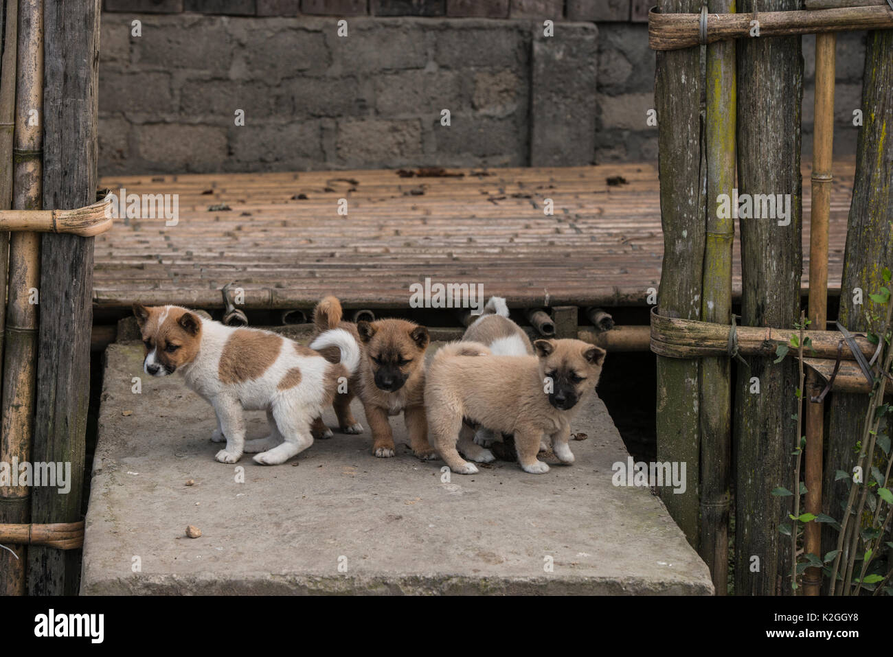 Puppies outside house, these animals are kept as pets but also sometime eaten in the Apatani Tribe. Ziro Valley, Himalayan Foothills, Arunachal Pradesh, North East India, November 2014 Stock Photo - Alamy Puppies outside house, these animals are kept as pets but also sometime eaten in the Apatani Tribe. Ziro Valley, Himalayan Foothills, Arunachal Pradesh, North East India, November 2014 Stock Photo - Alamy