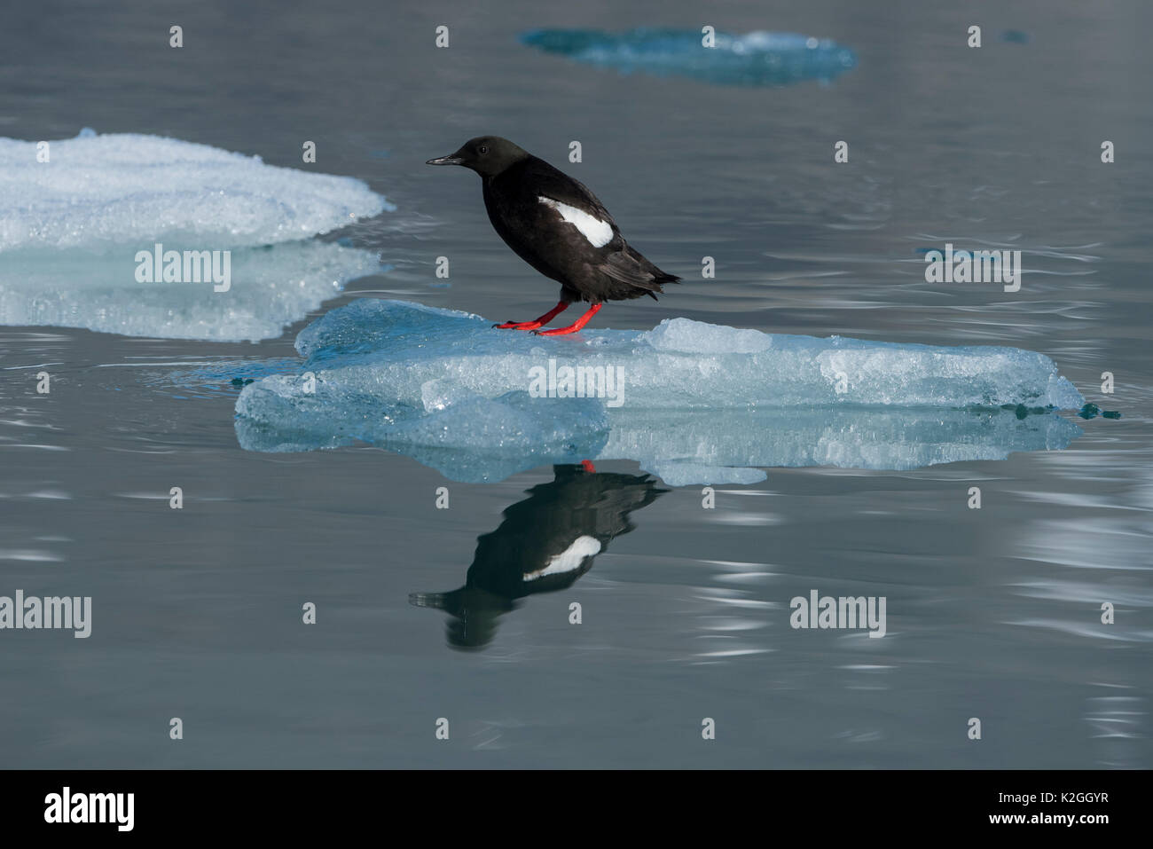 Norway, Svalbard, Spitsbergen. NordvestSpitsbergen National Park