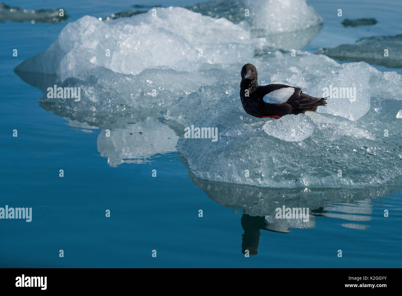 Norway, Svalbard, Spitsbergen. NordvestSpitsbergen National Park