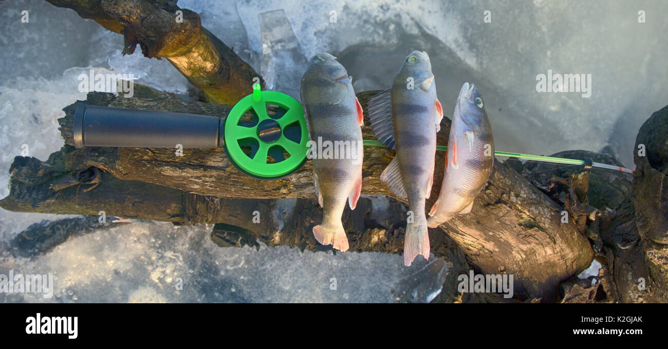 Frozen fish bait hi-res stock photography and images - Page 7 - Alamy
